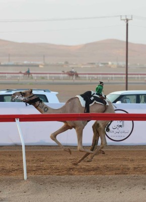 «إعلان» تتألق في «اللقايا» و«ملهم» أفضل توقيت بمهرجان العين للهجن