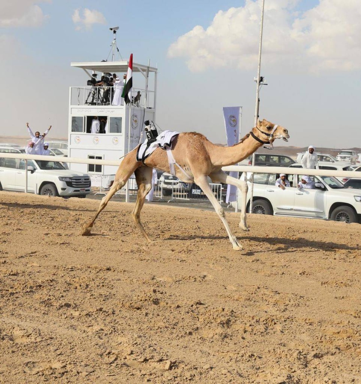 انطلاق مهرجان الظفرة الرابع لسباقات الهجن بـ 104 أشواط