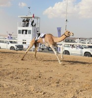 انطلاق مهرجان الظفرة الرابع لسباقات الهجن بـ 104 أشواط
