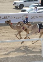 انطلاق مهرجان الظفرة لسباقات الهجن 2026