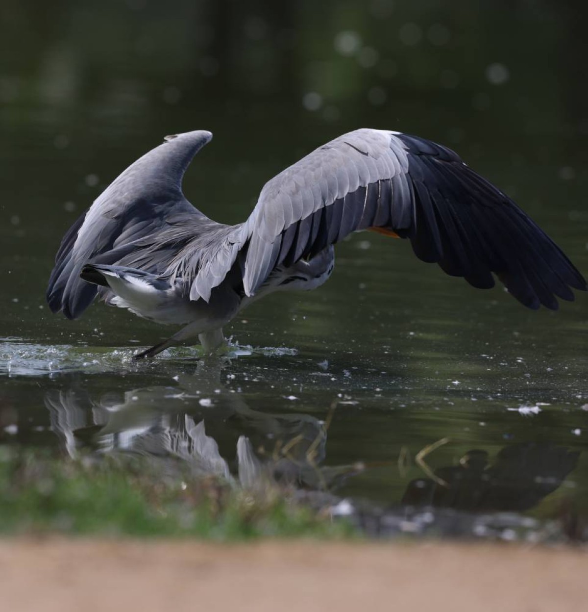 A Grey Heron landing in shallow water at Al Qudra lakes in Dubai. October 25, 2026. Photo by Xavier Wilson