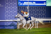 «علي بابا» بطل شوط «المقام كلاسيك» في سباق مضمار أبوظبي