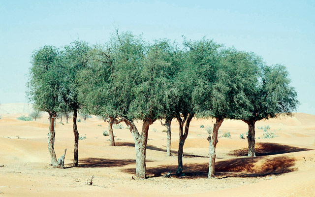 الغاف الخليجي
