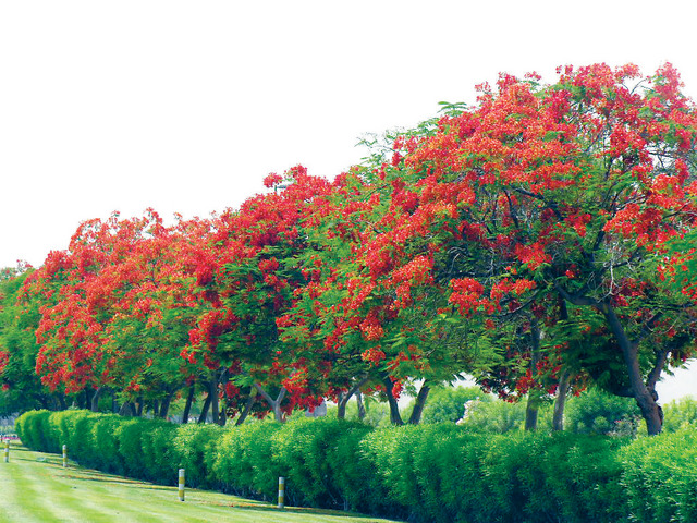 10 آلاف شجرة بوانسيانا تكسو دبي بأزهارها الحمراء البيان