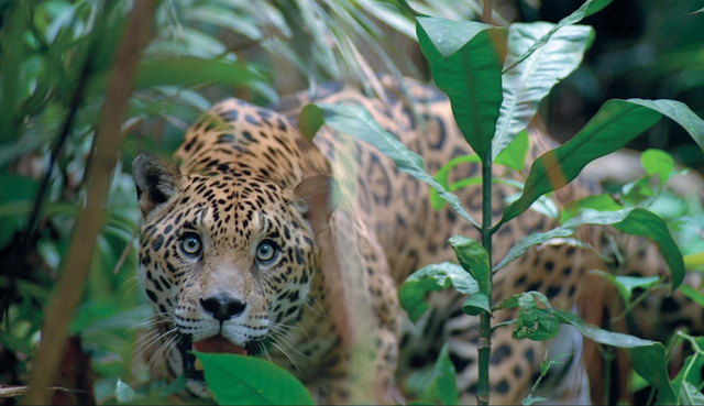 حيوانات الأمازون تسير نحو الانقراض بالعشرات البيان