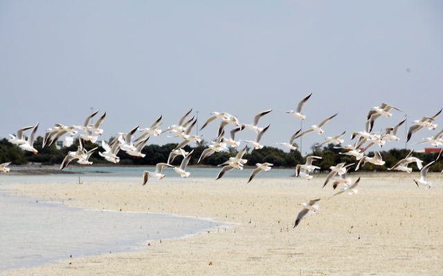 الصورة : تتخذ العديد من سلالات الطيور النادرة من محميات أشجار القرم الساحلية في جزيرة السعديات موطناً لها