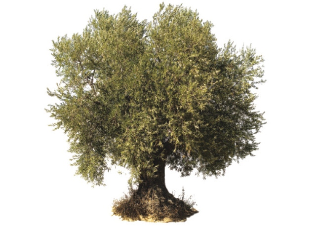 شجرة الزيتون ثقافة الحياة والسلام البيان