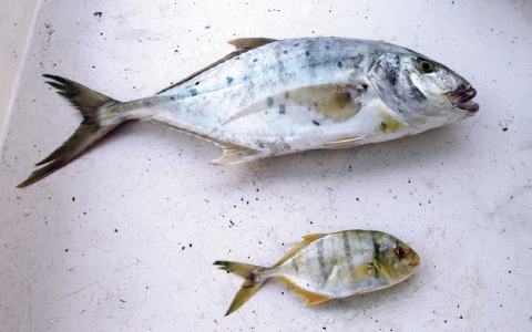 الصورة: الصورة: الجش «أم الحلا» من الأسماك المهاجرة صيفاً