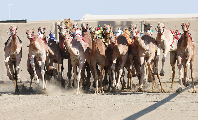 الصورة : سباق الهجن شهد منافسة قوية.	 تصوير  - مجدي اسكندر