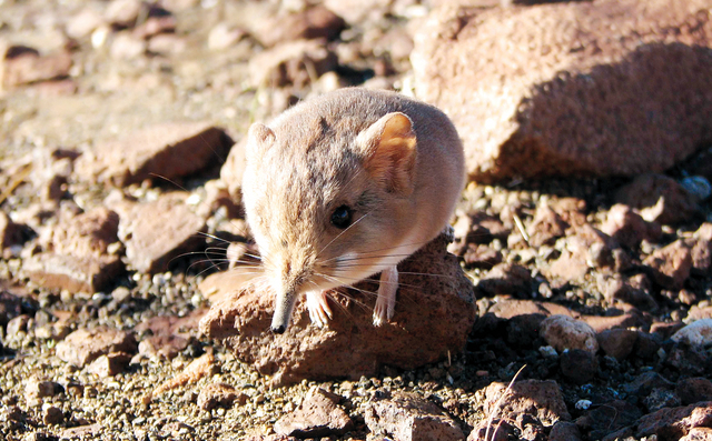 حيوان ثديي يشبه الفأر في صحراء غرب أفريقيا