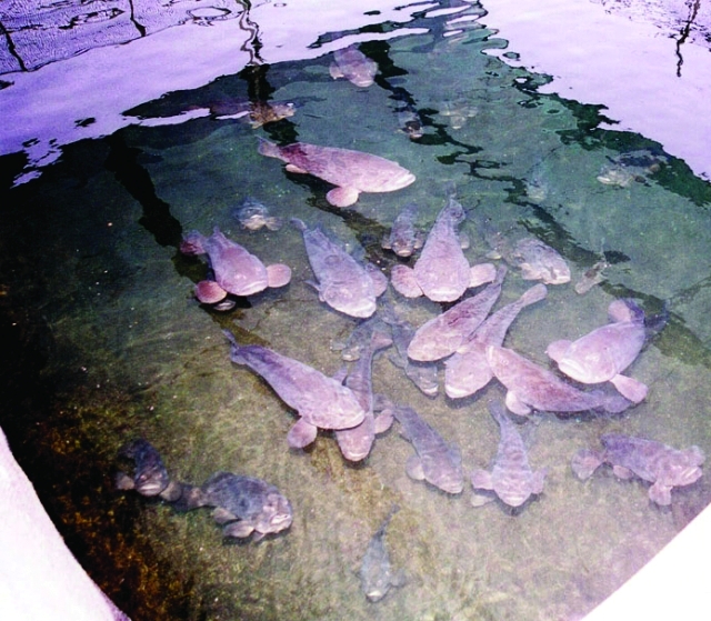 الصورة : الثروة السمكية صمام الأمان الغذائي في الخليج 	من المصدر