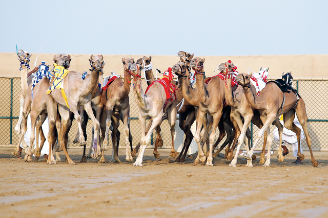 الصورة : منافسة قوية لهجن الخليج في السباقاتالبيان