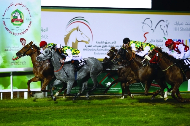 الصورة : عودة قوة واثارة الخيول العربية بمضمار ابو ظبي	تصوير - مجدي اسكندر