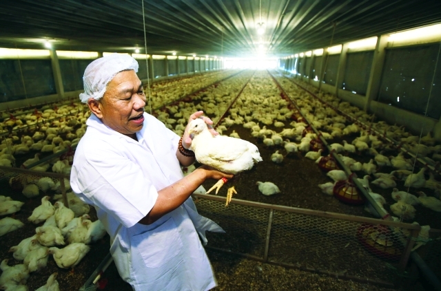 الصورة : حظائر دجاج في ماليزيا تتغذى بالموسيقى الكلاسيكية    - رويترز