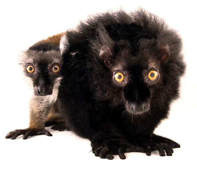 Crni lemur...čudna životinja kojoj prijeti izumiranje