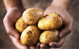 الصورة: الصورة: هل الاستغناء عن البطاطا أفضل صحياً؟