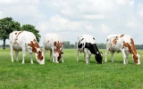 الصورة: الصورة: لم عليكم تجنب لحوم الأبقار التي تم علفها بحبوب الذرة؟