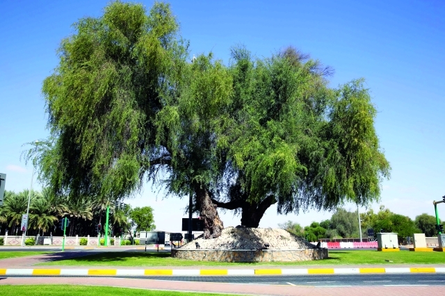 الصورة : ■ أقدم وأشهر شجرة غاف في منطقة عود التوبة بمدينة العين