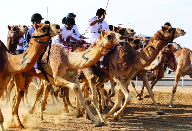 الصورة : ■ سباق الهجن ضمن فعاليات مهرجان سلطان بن زايد  |  البيان