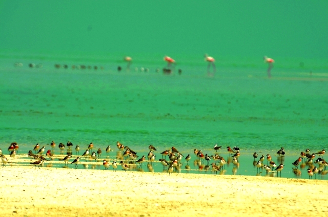 الصورة : العديد من الطيور المهاجرة تستخدم الجزيرة كمناطق للتكاثر ومحطات توقف للراحة والتغذية