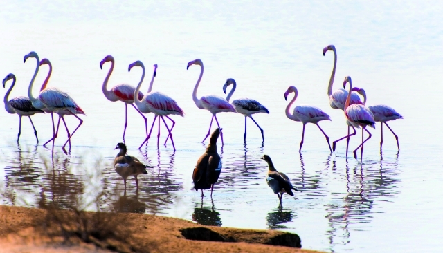 الصورة : محمية رأس الخور تحتضن طائر الفلامنغو | البيان