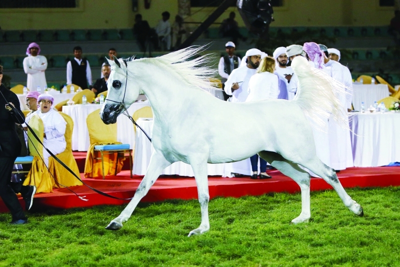 الصورة : ■  المنافسات شهدت عروضاً رائعة للخيول العربية