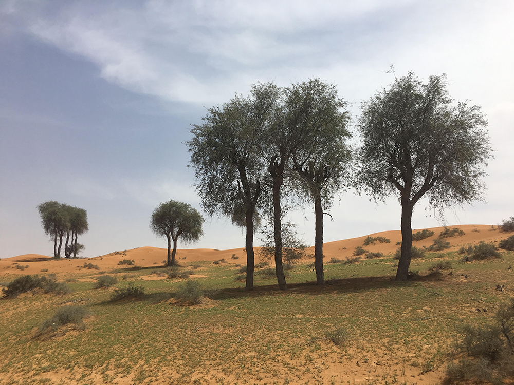 اشجار دائمة الخضرة في مصر