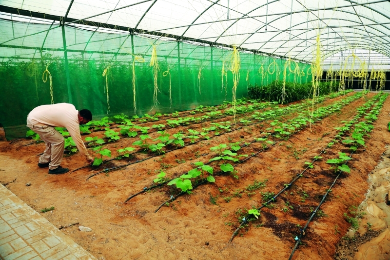 الزراعة المائية إنجاز بيئي ثماره يانعة عبر الإمارات ديارنا البيان