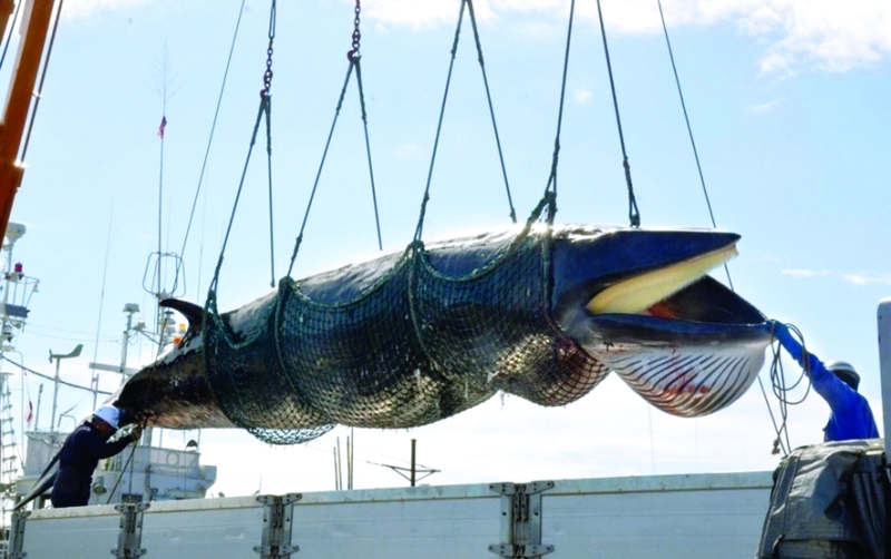 اليابان تبدأ صيد الحيتان المثير للجدل
