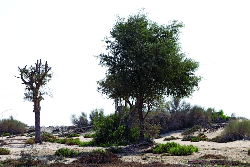 715 ألف شجرة غاف إنتاج بـلدية دبي حتى نهاية 2018 البيان