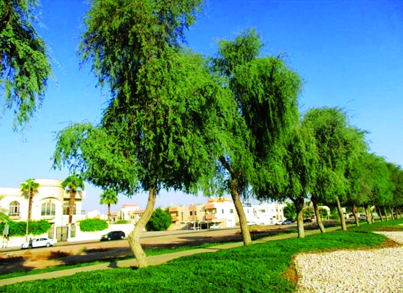 شجرة الغاف رمز التسامح والعطاء الخالد في وجدان الوطن عبر الإمارات أخبار وتقارير البيان