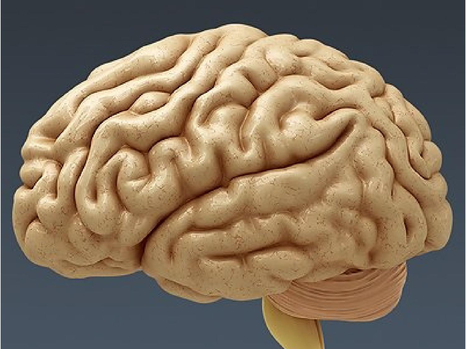 Картинки головного. Муляж мозга. Макет мозга. Макет мозга человека.