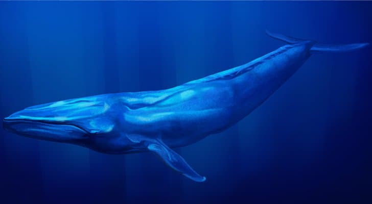 مصر تكشف حقيقة صوت الحوت الأزرق بالسواحل الشمالية فكر وفن شرق وغرب