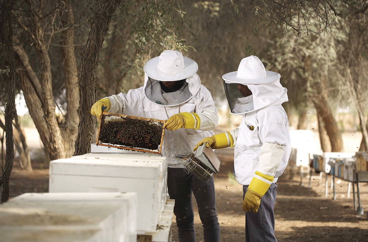 أبوظبي للزراعة والسلامة الغذائية’.. جهود مستمرة لاستدامة إنتاج العسل المحلي Image