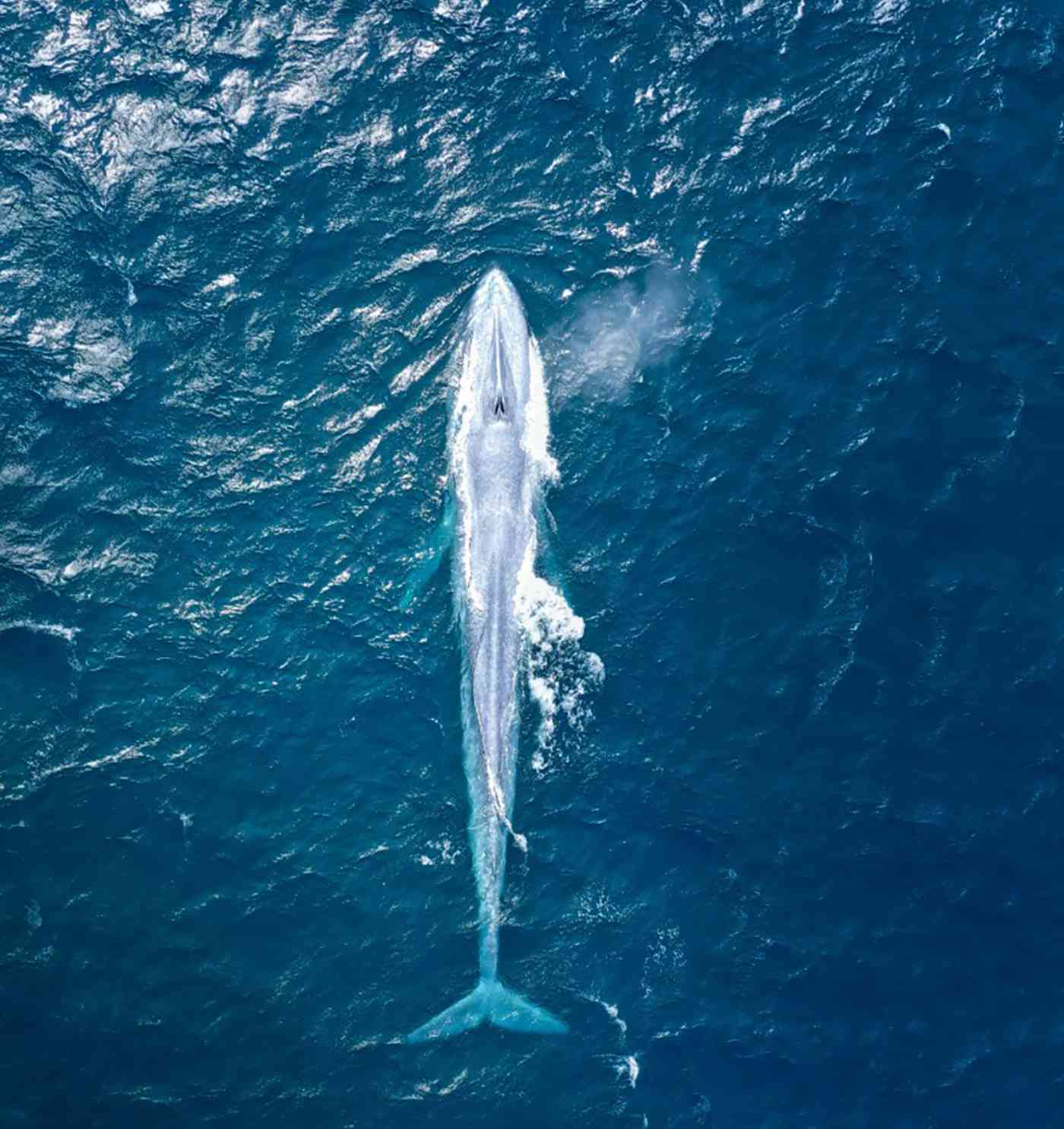 Жизнь синих китов. Синий кит блювал. Синий кит голубой кит блювал. Синий кит 33 метра. Синий кит самый большой кит.