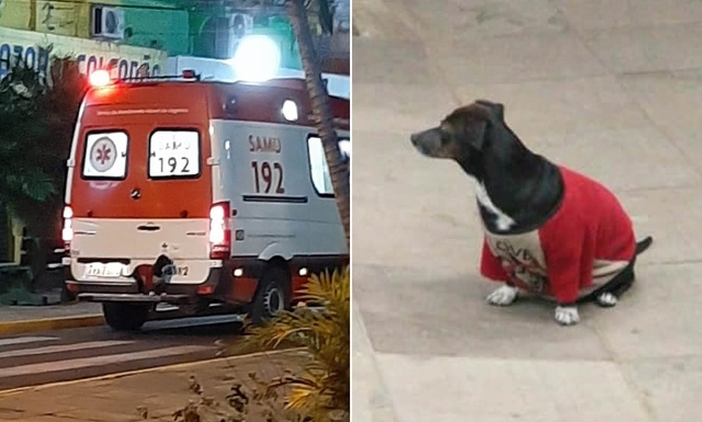 صورة بالفيديو.. كلبة وفية تقتحم سيارة إسعاف للاطمئنان على مالكها – فكر وفن – شرق وغرب