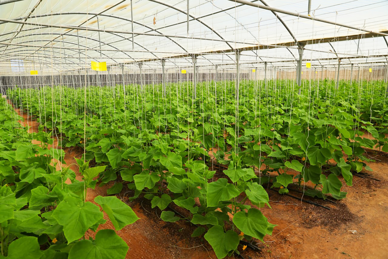 مزارع العين نموذج للاستدامة الزراعية الحديثة عبر الإمارات البيان