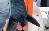 الصورة: الصورة: شاهد.. صياد يصطاد سمكة تشبه نعل الحذاء وتلتصق مثل المغناطيس