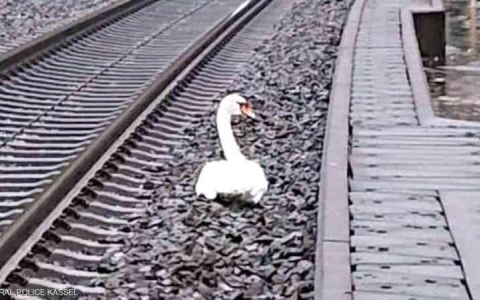 الصورة: الصورة: بجعة «في حالة حداد» توقف 20 قطاراً