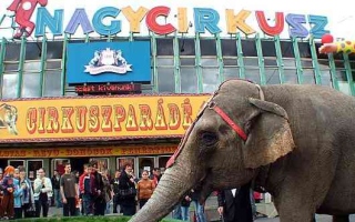 الصورة: الصورة: "نيلي" أنثى فيل.. تكتشف السياحة العلاجية في المجر