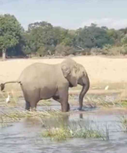    من أجل صغيرها.. أنثى فيل تنتقم من تمساح على طريقتها الخاصة  ... شاهد الفيديو