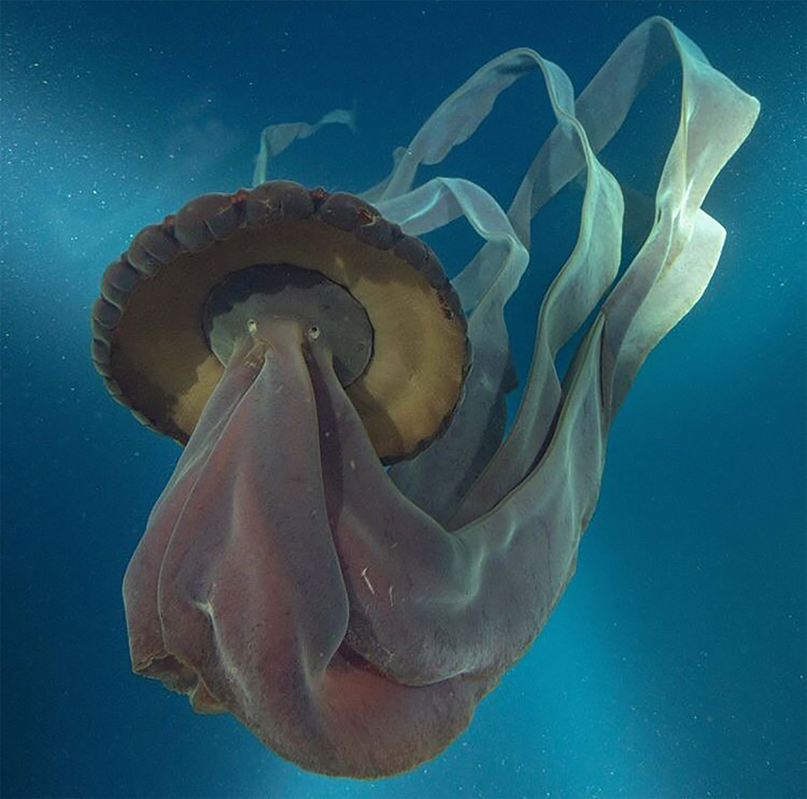 البحر صور قنديل Chrysaora colorata
