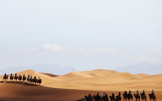 الصورة: الصورة: رحلة الهجن تقطع صحراء المنطقة الغربية في طريقها إلى دبي