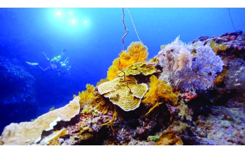 الصورة: الصورة: اكتشاف شعب مرجانية عملاقة على عمق أكثر من 30 متراً قبالة تاهيتي