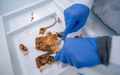 الصورة: الصورة: شرطة دبي تحدد زمن وفاة جثة مجهولة ومتحللة بالاستناد إلى علم الحشرات الجنائي