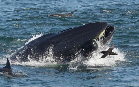 الصورة: الصورة: كيف تصمد الحيتان أمام ضغط المياه خلال الأكل دون اختناق؟ علماء يحسمون الجدل