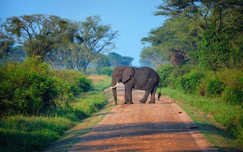 الصورة: الصورة: مصرع سائح سعودي تحت أقدام فيل بأوغندا