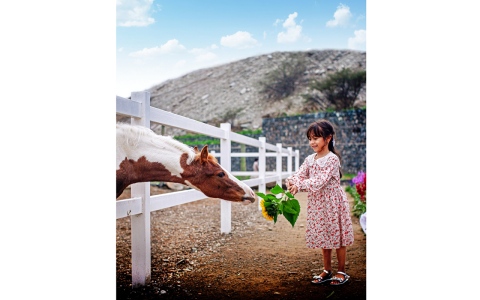 الصورة: الصورة: زهور وطفولة وخيول