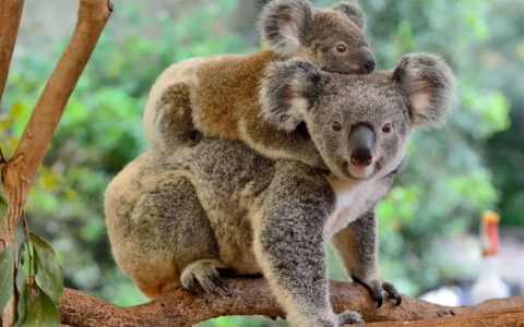 الصورة: الصورة: أستراليا تخصص 50 مليون دولار إضافية لحماية الكوالا