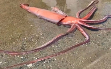 الصورة: الصورة: العثور على حبّارٌ عملاق حياً بشواطئ اليابان بطول حوالي 3.5 متر.. فيديو